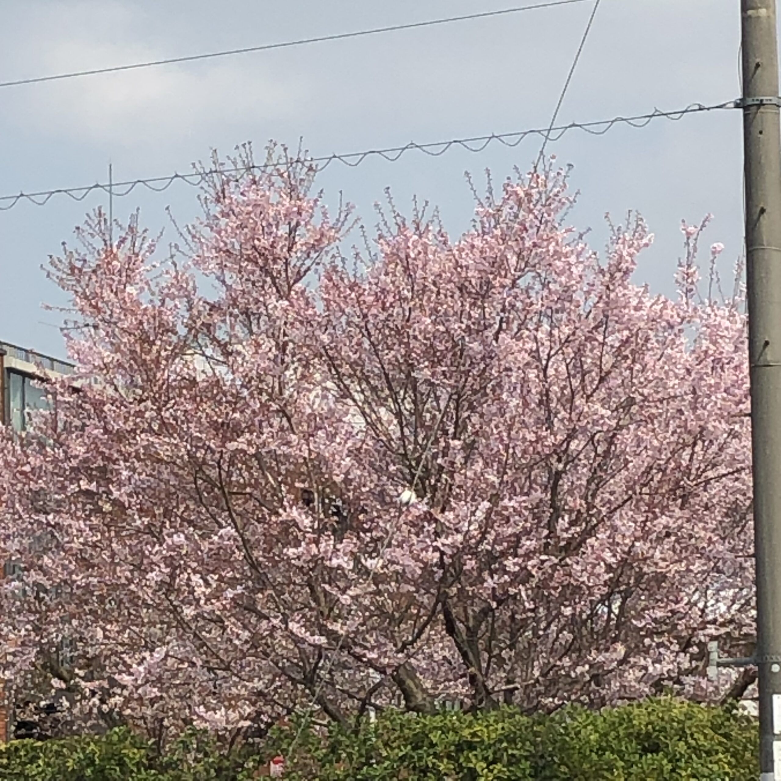 京都薬科大学の桜