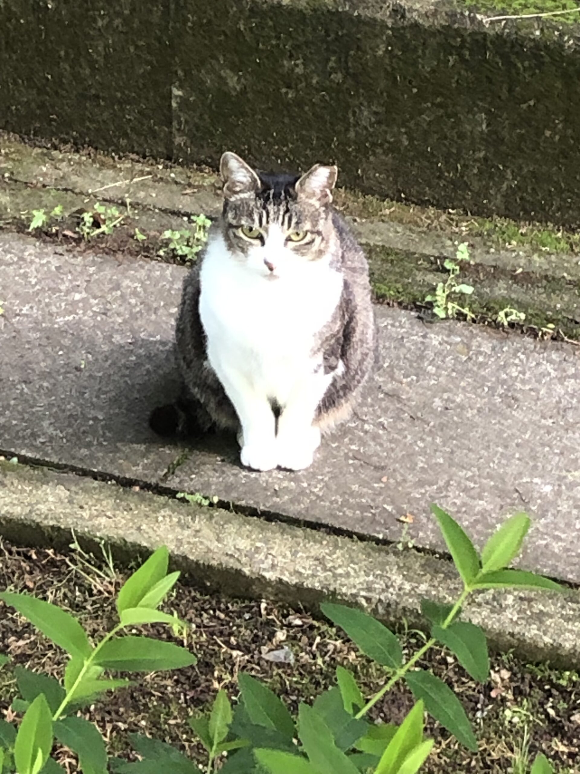 ねこ