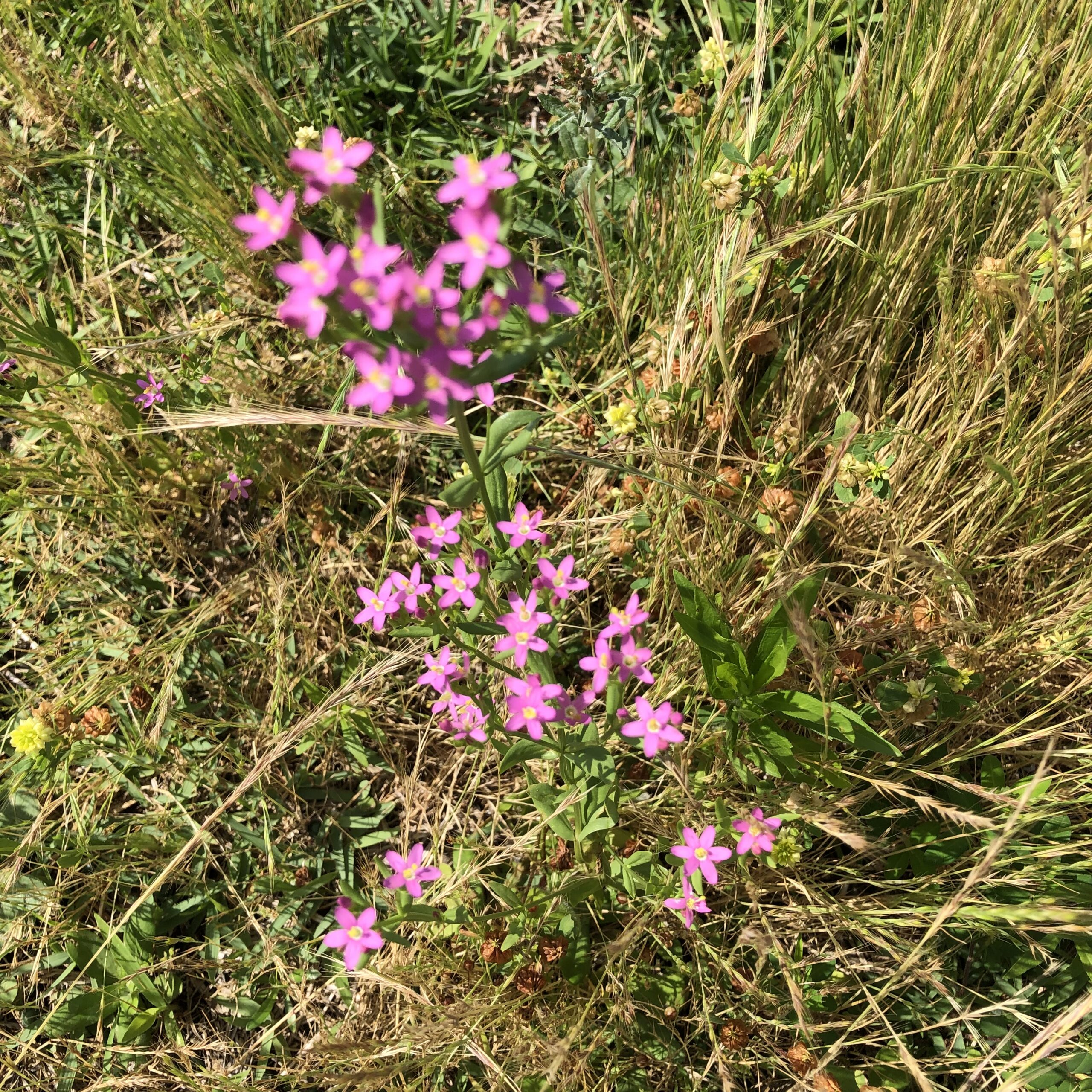 野草：花