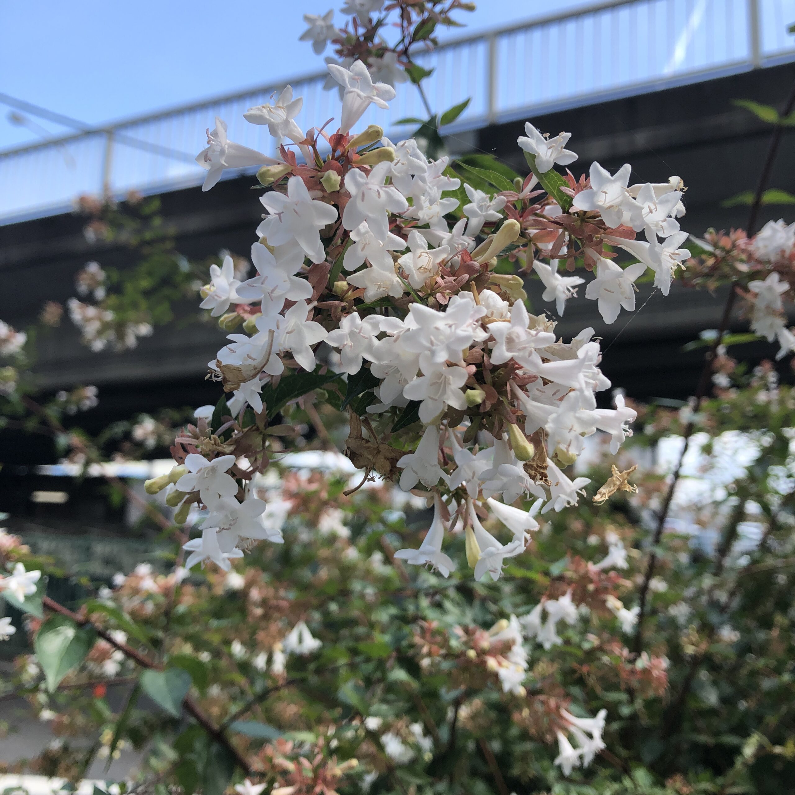 木の花