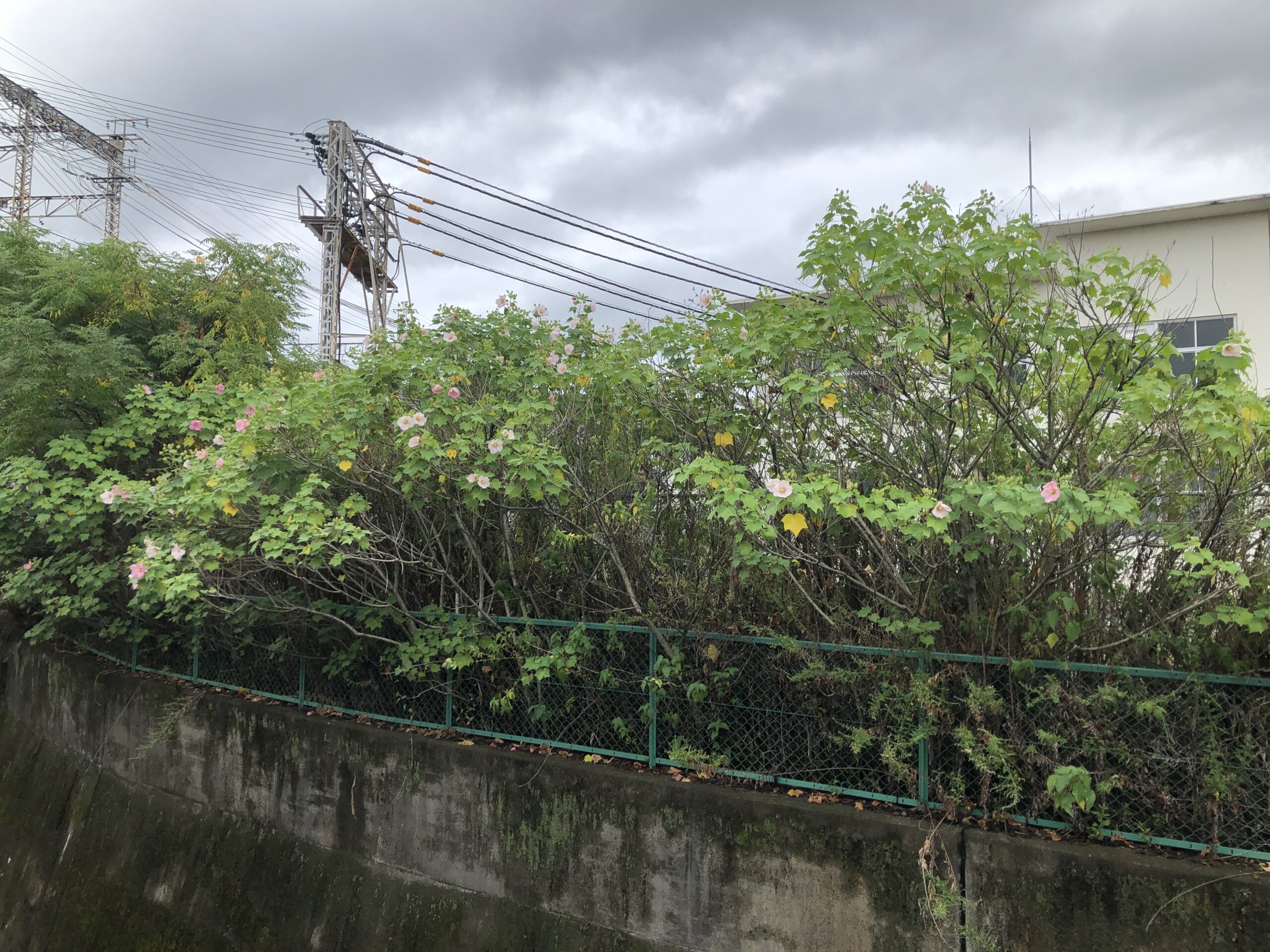 芙蓉の花