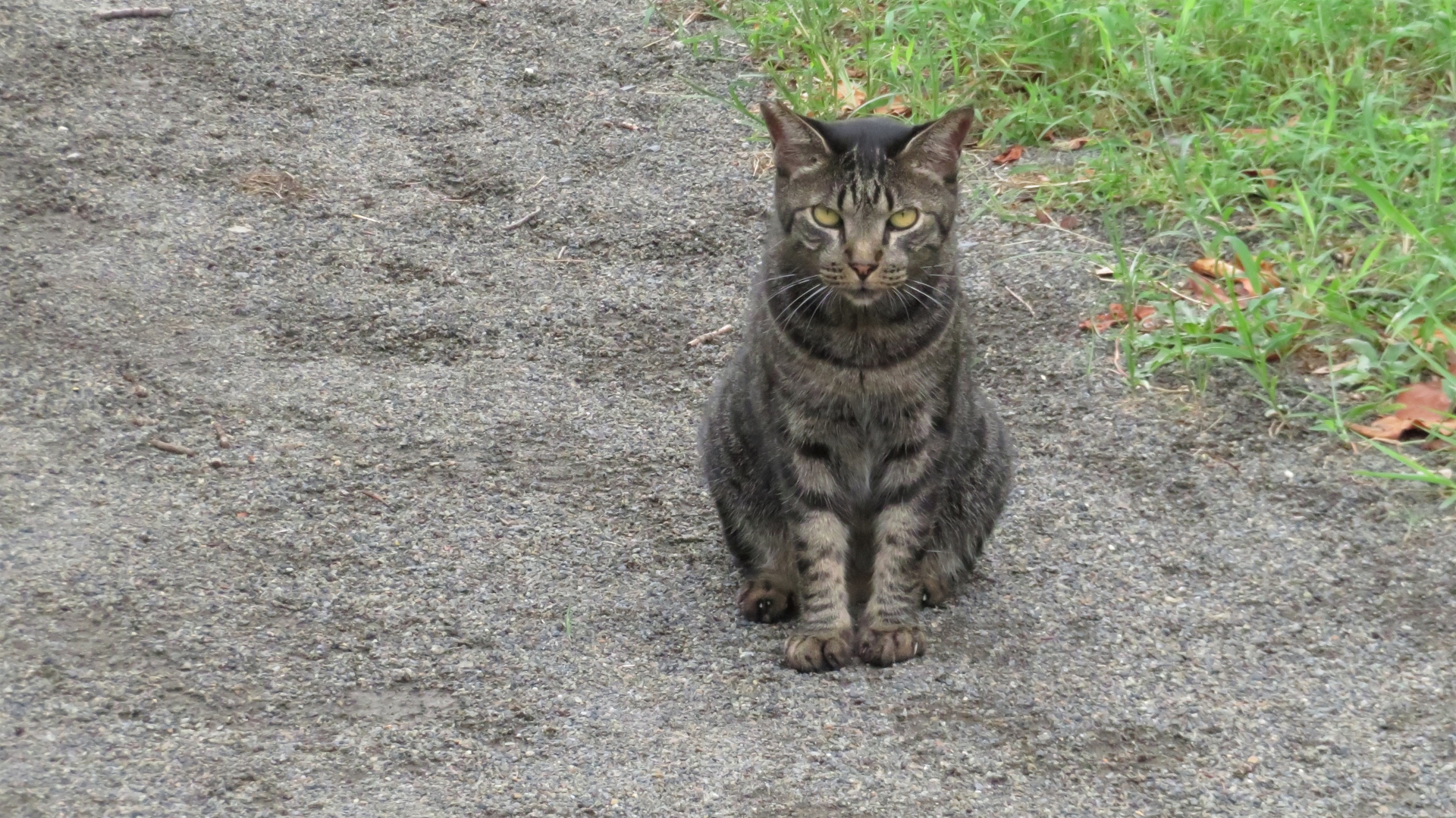 猫の正座